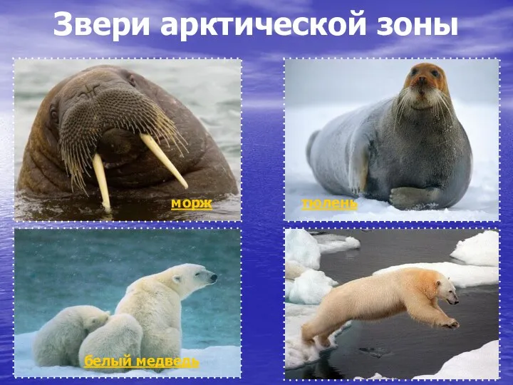 Звери арктической зоны морж тюлень белый медведь