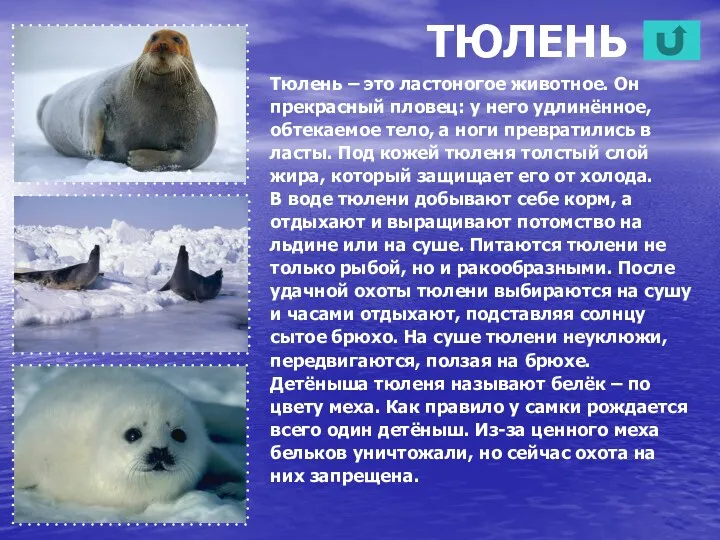 ТЮЛЕНЬ Тюлень – это ластоногое животное. Он прекрасный пловец: у него удлинённое, обтекаемое