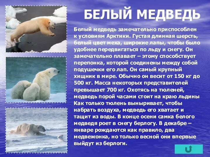 БЕЛЫЙ МЕДВЕДЬ Белый медведь замечательно приспособлен к условиям Арктики. Густая длинная шерсть, белый