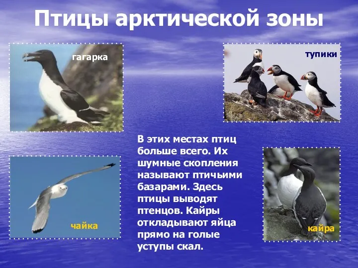 Птицы арктической зоны тупики кайра В этих местах птиц больше всего. Их шумные