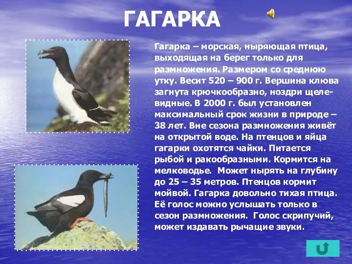 ГАГАРКА Гагарка – морская, ныряющая птица, выходящая на берег только для размножения. Размером