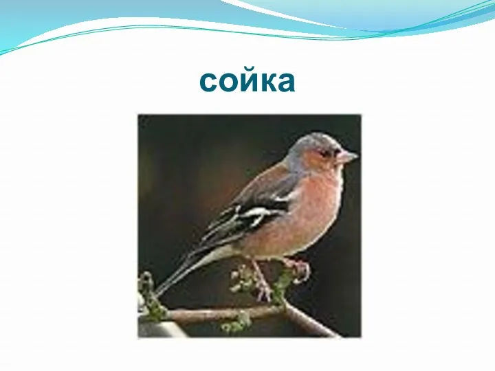 сойка