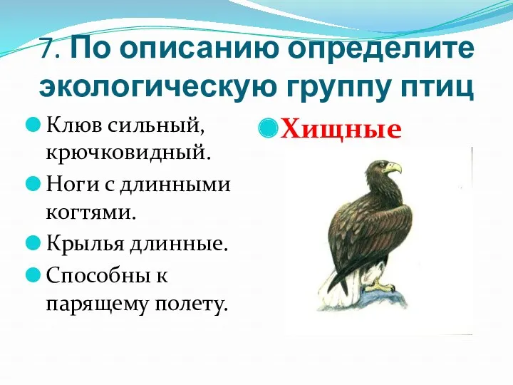 7. По описанию определите экологическую группу птиц Клюв сильный, крючковидный. Ноги с длинными