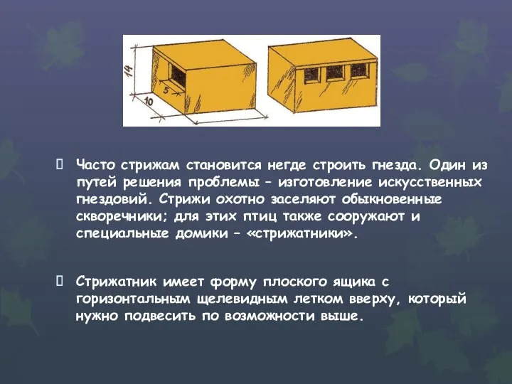 Часто стрижам становится негде строить гнезда. Один из путей решения