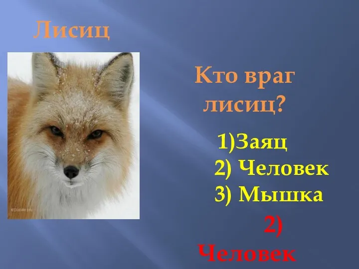 Лисица Кто враг лисиц? 1)Заяц 2) Человек 3) Мышка 2) Человек