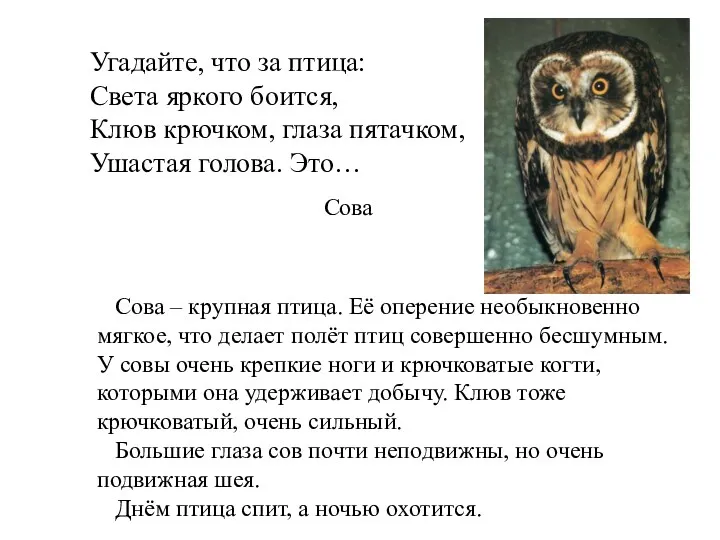 Угадайте, что за птица: Света яркого боится, Клюв крючком, глаза