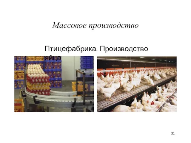 Массовое производство Птицефабрика. Производство яйца