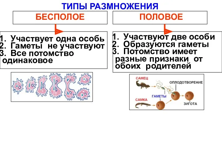 ТИПЫ РАЗМНОЖЕНИЯ БЕСПОЛОЕ ПОЛОВОЕ Участвует одна особь Гаметы не участвуют