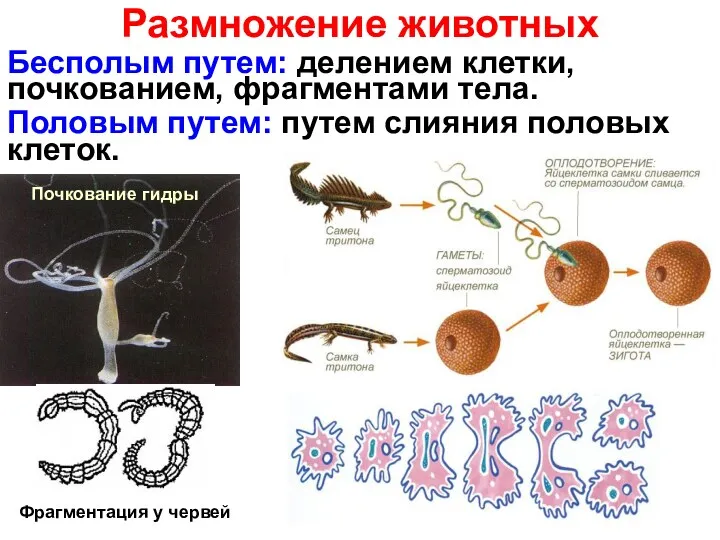 Размножение животных Бесполым путем: делением клетки, почкованием, фрагментами тела. Половым путем: путем слияния