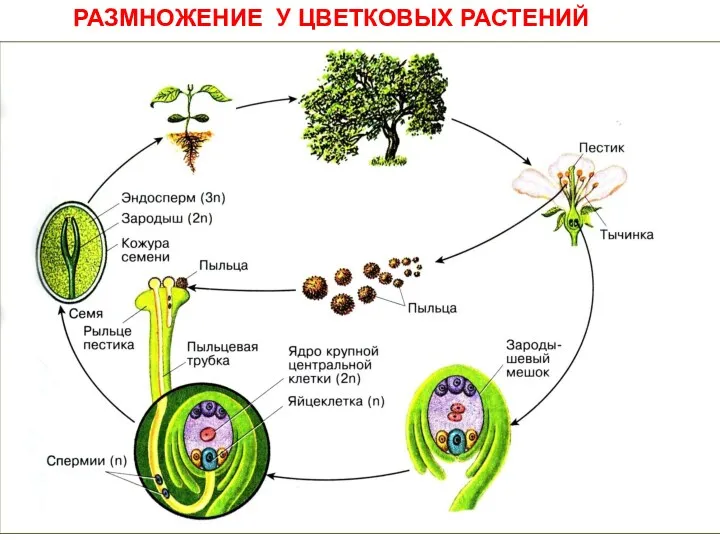 РАЗМНОЖЕНИЕ У ЦВЕТКОВЫХ РАСТЕНИЙ