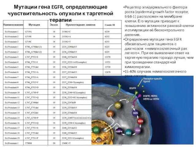 Мутации гена EGFR, определяющие чувствительность опухоли к таргетной терапии Рецептор