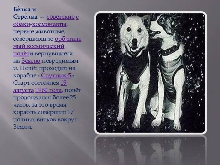 Бе́лка и Стре́лка — советские собаки-космонавты, первые животные, совершившие орбитальный космический полёти вернувшиеся