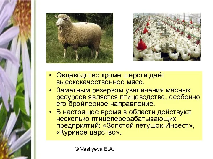 © Vasilyeva E.A. Овцеводство кроме шерсти даёт высококачественное мясо. Заметным