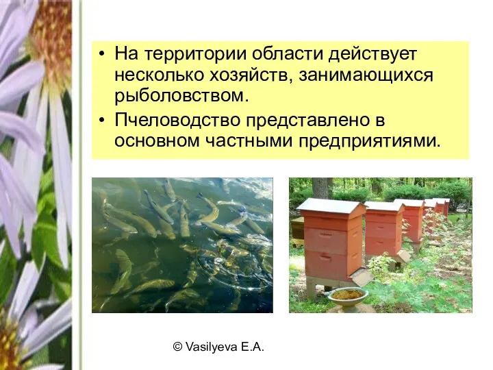 © Vasilyeva E.A. На территории области действует несколько хозяйств, занимающихся