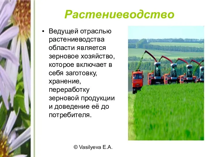 © Vasilyeva E.A. Растениеводство Ведущей отраслью растениеводства области является зерновое