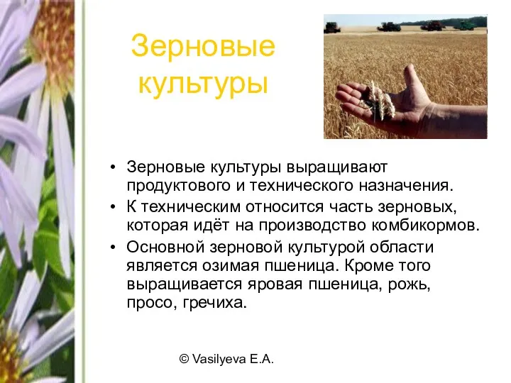 © Vasilyeva E.A. Зерновые культуры Зерновые культуры выращивают продуктового и