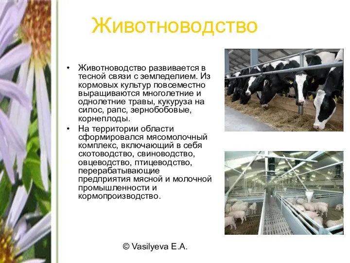 © Vasilyeva E.A. Животноводство Животноводство развивается в тесной связи с