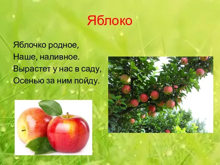 Яблоко Яблочко родное, Наше, наливное. Вырастет у нас в саду, Осенью за ним пойду.