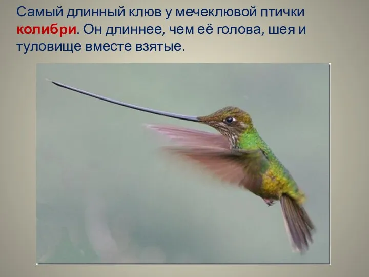 Самый длинный клюв у мечеклювой птички колибри. Он длиннее, чем