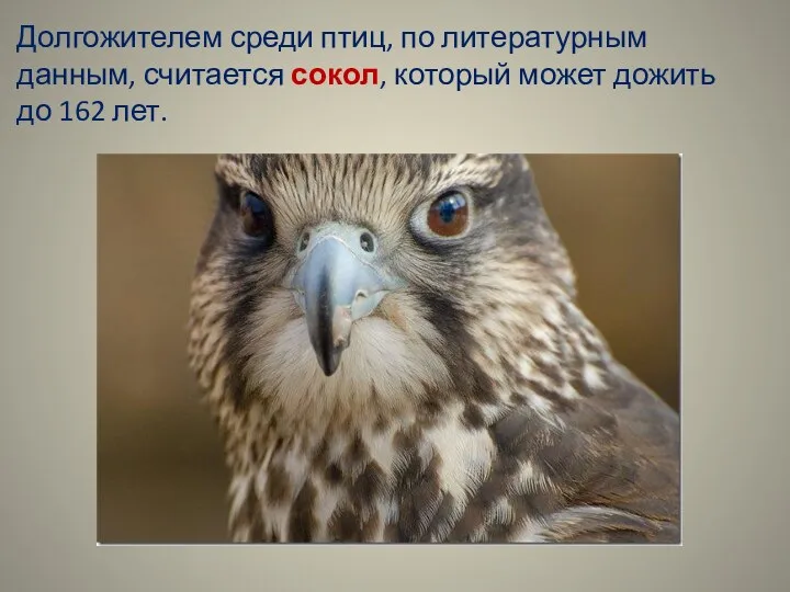 Долгожителем среди птиц, по литературным данным, считается сокол, который может дожить до 162 лет.