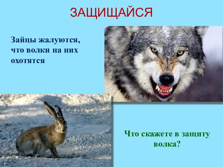 ЗАЩИЩАЙСЯ Зайцы жалуются, что волки на них охотятся Что скажете в защиту волка?