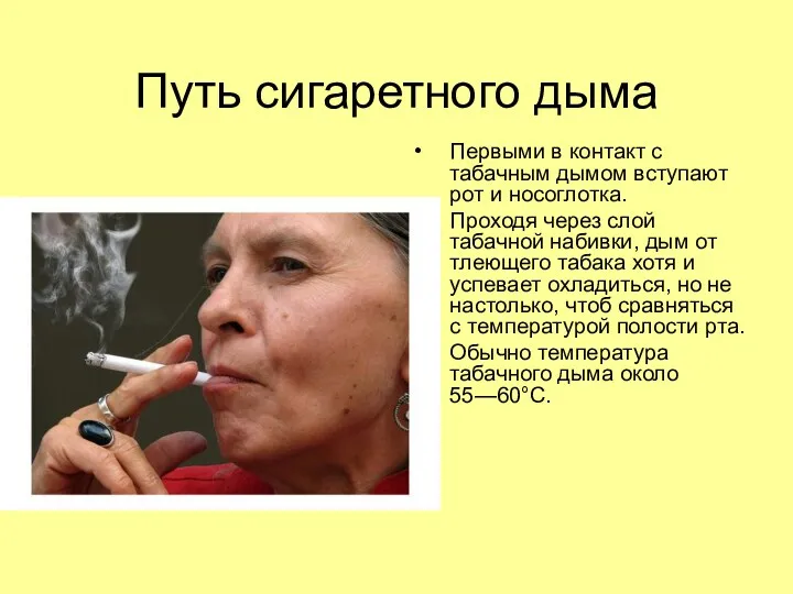 Путь сигаретного дыма Первыми в контакт с табачным дымом вступают