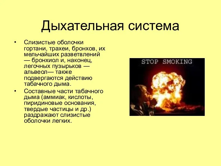 Дыхательная система Слизистые оболочки гортани, трахеи, бронхов, их мельчайших разветвлений