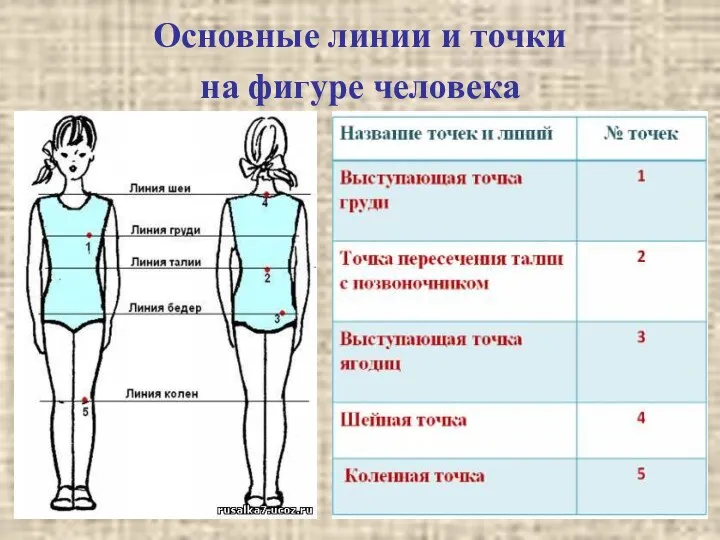 Основные линии и точки на фигуре человека