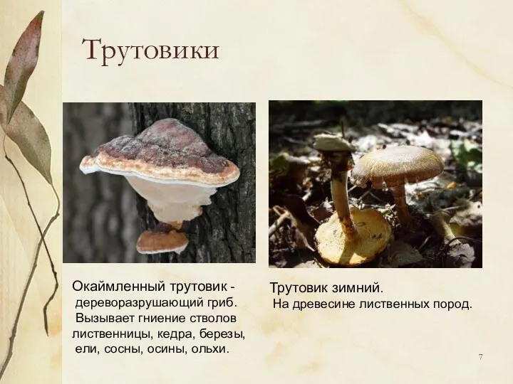 Трутовики Окаймленный трутовик - дереворазрушающий гриб. Вызывает гниение стволов лиственницы, кедра, березы, ели,