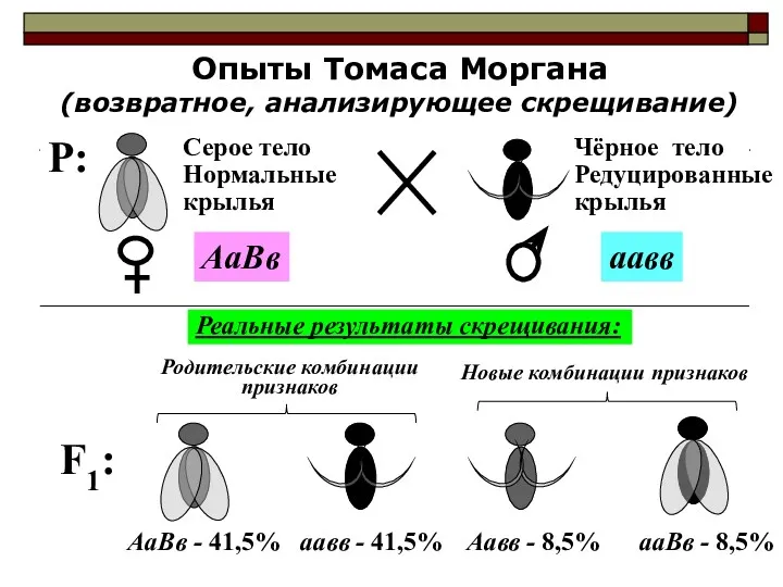 Опыты Томаса Моргана (возвратное, анализирующее скрещивание) F1: Реальные результаты скрещивания: