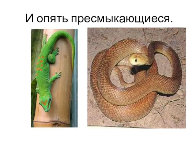 И опять пресмыкающиеся.