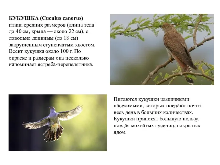 КУКУШКА (Cuculus canorus) птица средних размеров (длина тела до 40