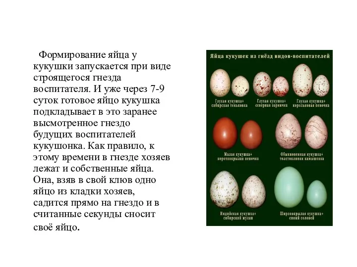 Формирование яйца у кукушки запускается при виде строящегося гнезда воспитателя.