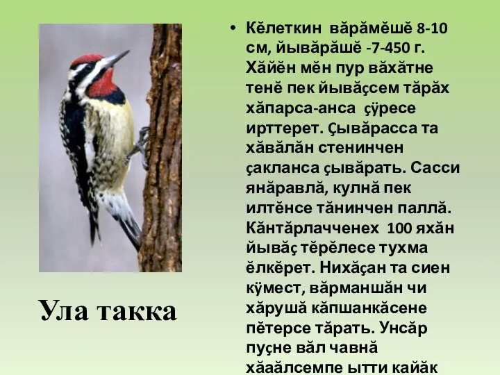 Кĕлеткин вăрăмĕшĕ 8-10 см, йывăрăшĕ -7-450 г. Хăйĕн мĕн пур