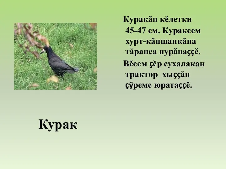 Курак Куракăн кĕлетки 45-47 см. Кураксем хурт-кăпшанкăпа тăранса пурăнаççĕ. Вĕсем çĕр сухалакан трактор хыççăн çÿреме юратаççĕ.