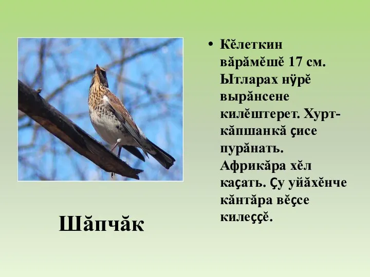 Кĕлеткин вăрăмĕшĕ 17 см. Ытларах нÿрĕ вырăнсене килĕштерет. Хурт-кăпшанкă çисе