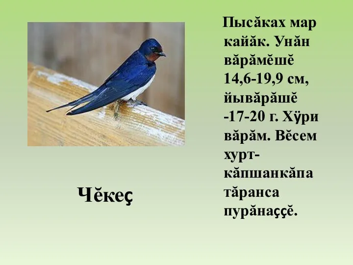 Пысăках мар кайăк. Унăн вăрăмĕшĕ 14,6-19,9 см, йывăрăшĕ -17-20 г.