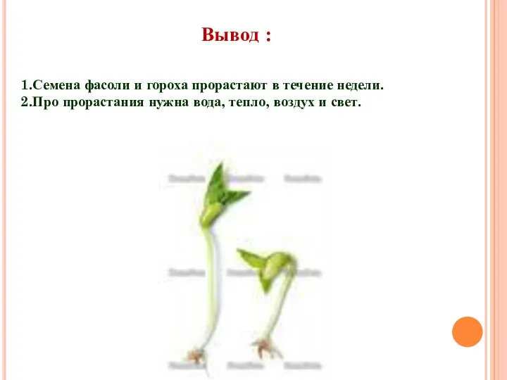 Вывод : 1.Семена фасоли и гороха прорастают в течение недели.