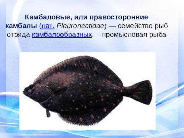 Камбаловые, или правосторонние камбалы (лат. Pleuronectidae) — семейство рыб отряда камбалообразных. – промысловая рыба