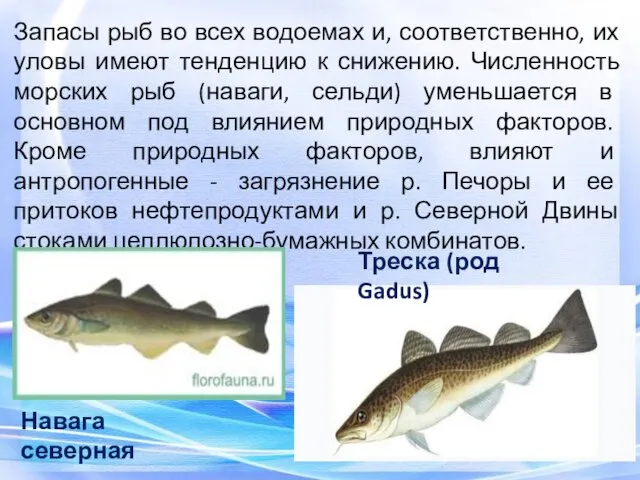 Запасы рыб во всех водоемах и, соответственно, их уловы имеют