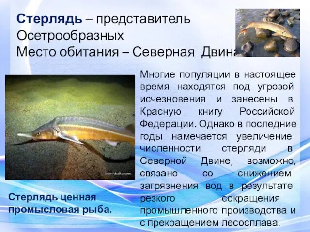 Стерлядь – представитель Осетрообразных Место обитания – Северная Двина Стерлядь ценная промысловая рыба.