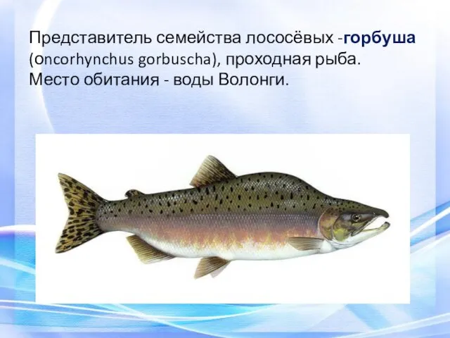 Представитель семейства лососёвых -горбуша (оncorhynchus gorbuscha), проходная рыба. Место обитания - воды Волонги.