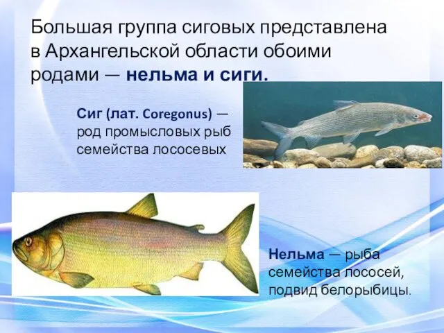 Большая группа сиговых представлена в Архангельской области обоими родами —