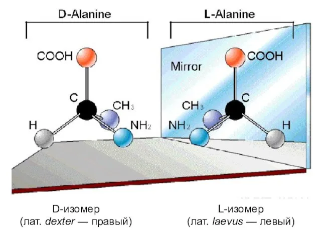 D-изомер (лат. dexter — правый) L-изомер (лат. laevus — левый)