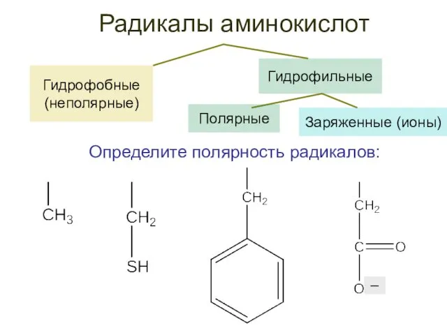 Гидрофобные (неполярные) Радикалы аминокислот Гидрофильные Определите полярность радикалов:
