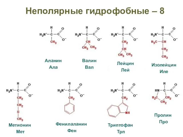 Неполярные гидрофобные – 8