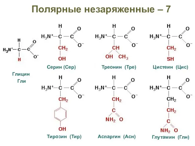 Полярные незаряженные – 7 Глицин Гли