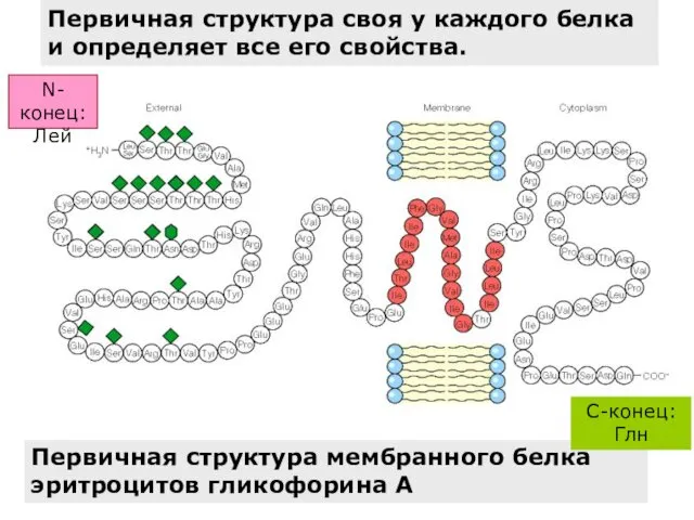 Первичная структура мембранного белка эритроцитов гликофорина А C-конец: Глн Первичная структура своя у