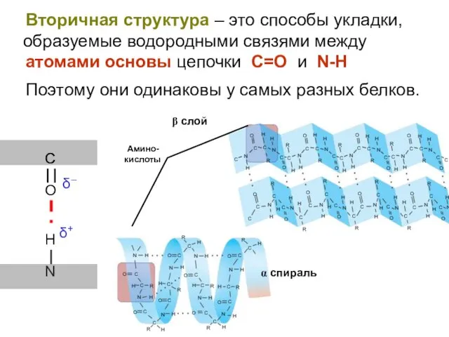 Вторичная структура – это способы укладки, образуемые водородными связями между атомами основы цепочки