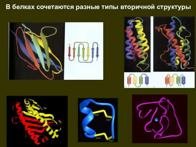 В белках сочетаются разные типы вторичной структуры